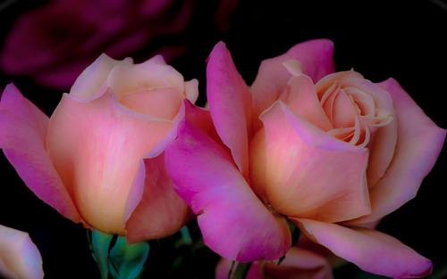 Blushing Roses - (explored) Flickr Explore #18 – Mar03,2013 by Jack o&rsquo; Lantern on Flickr.