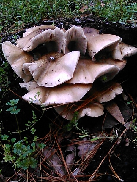 absinthecorpse:Found this right outside the fire station the other day  It&rsquo;s