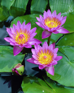 omgplants:   Nymphaea