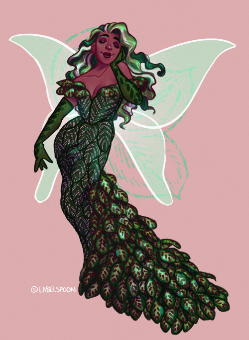 day 5 of houseplant fairy faebruary brings us the decadent and dramatic CALATHEA FAIRY!!! there are 