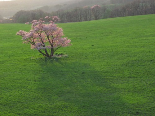 rakugaki7:この桜が咲くのは、３ヶ月後。＠北国