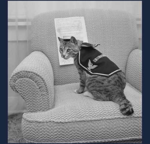 From the U.S. Naval Institute’s Cats and the Sea Services page: War Veteran &ldq