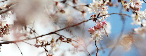 pbsthisdayinhistory:March 27, 1912: The First Japanese Cherry Blossom Trees Are Planted in the U.S.O
