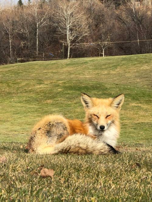 “Met this pretty lady on my walk today.”(via)