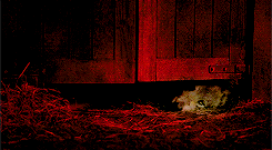 emilliasclarke-blog:Game Of Thrones ♔  The Rains of Castamere [3x9]