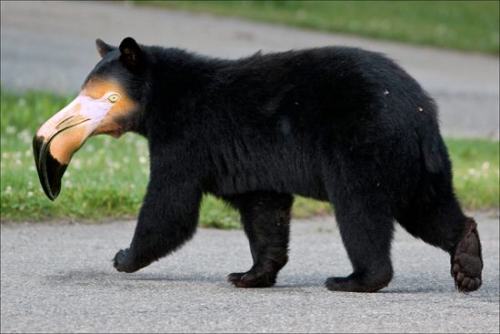 pleatedjeans:  Bears With Beaks (16 Pics)