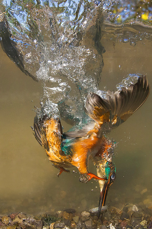 Flying underwaterby Marco Redaelli