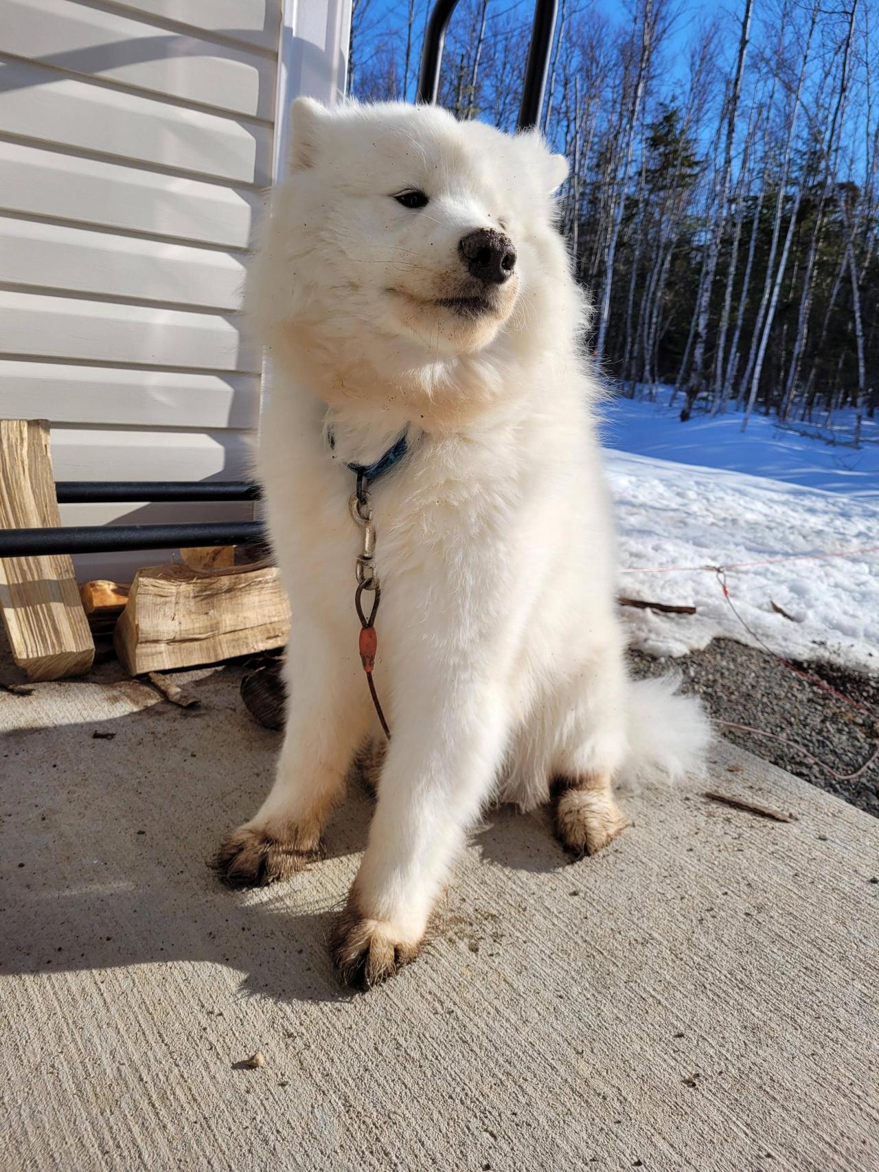 River is very proud that he learned how to dog today.