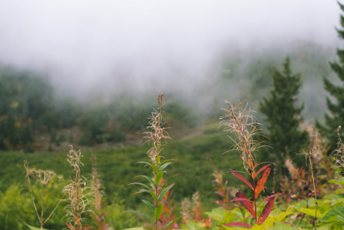 millivedder:Fireweeds