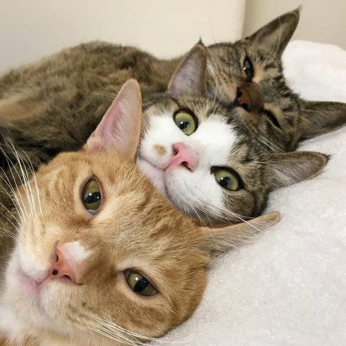 coolcatgroup: yournewfriendshouse: cat stack! cat stack! cat stack!