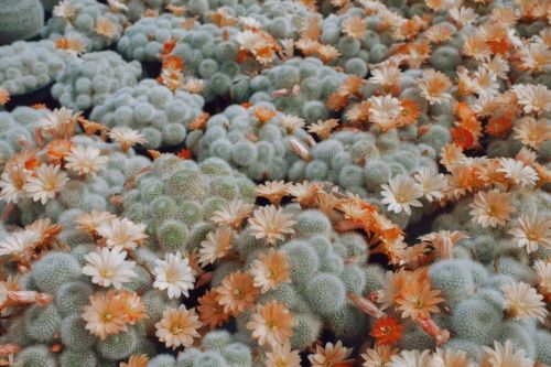    Cactusland, the largest cactus nursery in the United Kingdom 