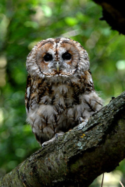 10bullets:  Tawny Owl Perch by Shadow-and-Flame-86  Beauty of nature.