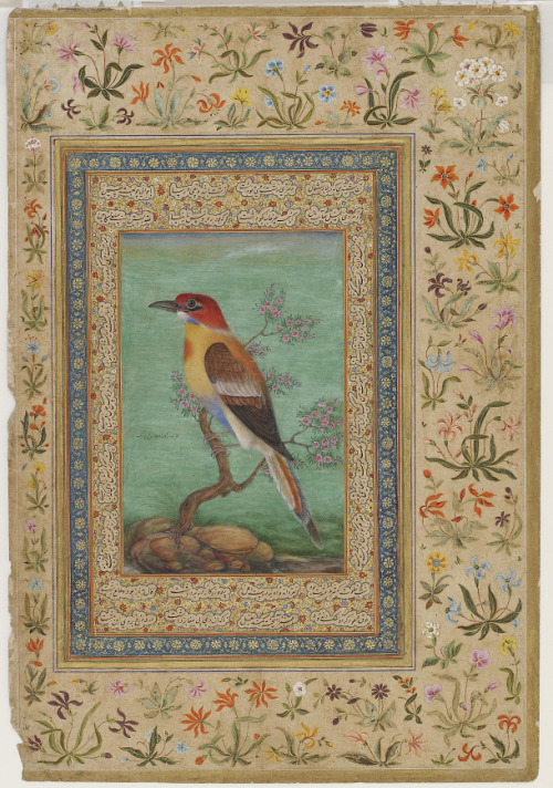 heaveninawildflower: Bee-eater (19th century Mughal dynasty ). Watercolour and gold. Album painting.