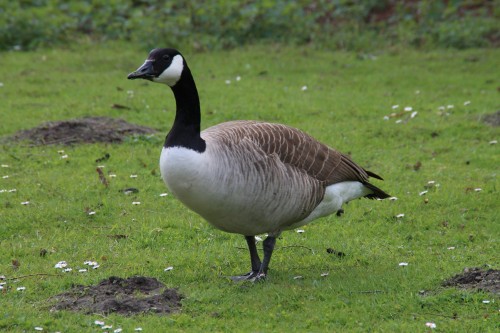 young goose