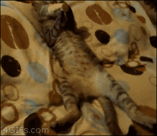 Yeha cats!