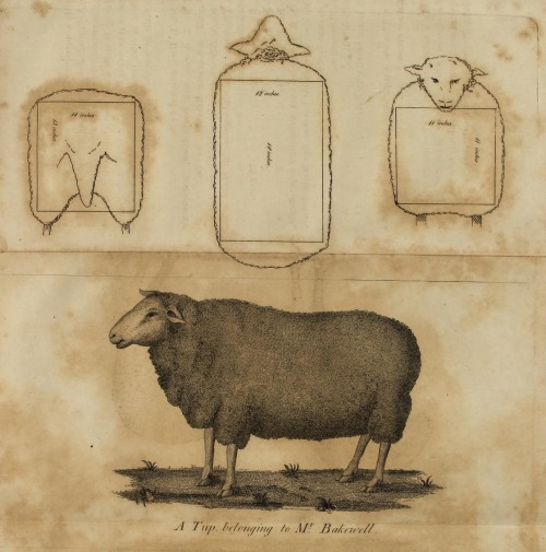 smithsonianlibraries: A diagram demonstrating that sheep are basically rectangles from Transactions 