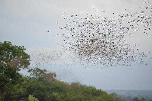 smallest-feeblest-boggart:wenbochenphoto:Bats leaving their cave at dusk, millions of them. (Thailan