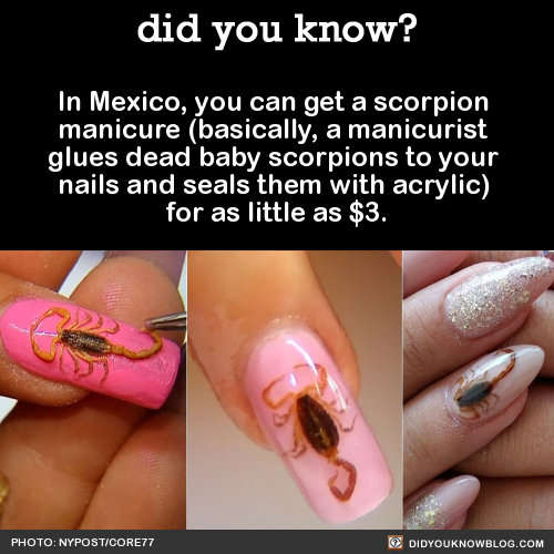 XXX did-you-kno:  In Mexico, you can get a scorpion photo