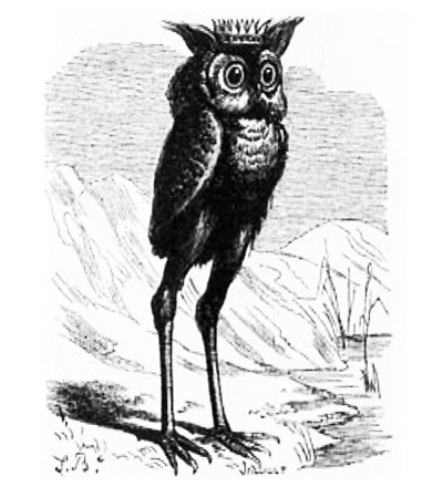kingofbeartraps: broken-sanity13:  aquatic-enthusiast:  coreytasticc:   regularlesbian:  dumbass-bitch-disease:   Duolingo bimboification  2019: cute! 2014: classic. Nice.  2012: eats human skin 2011: this might be a harmful black magic sigil  Duo Owl