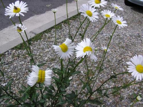 Deformed mutant daisies photographed near Fukushima nuclear disaster site in JapanJust when you&rsqu