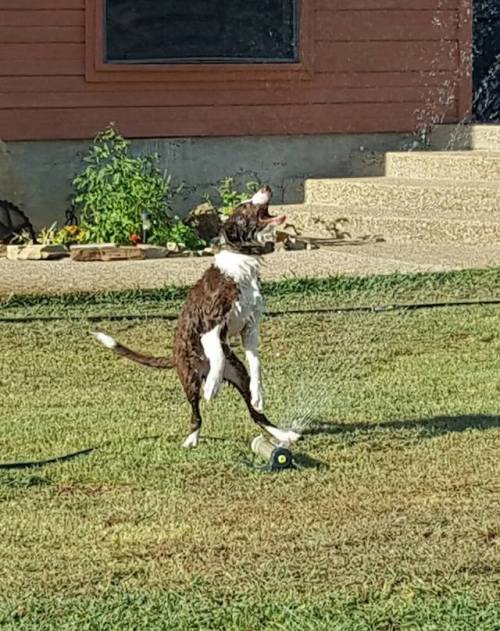 catsbeaversandducks:“That moment when your puppy drags the sprinkler through the doggie door. Good t