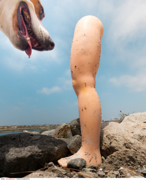 One of my favoriest / Lilly dog by the LA river with a giant Barbie Leg