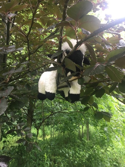 cowplushiecollector:It was raining today and hilda got a little wet climbing trees.