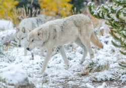 wolfsheart-blog:Grey Wolves by   Derek Griggs