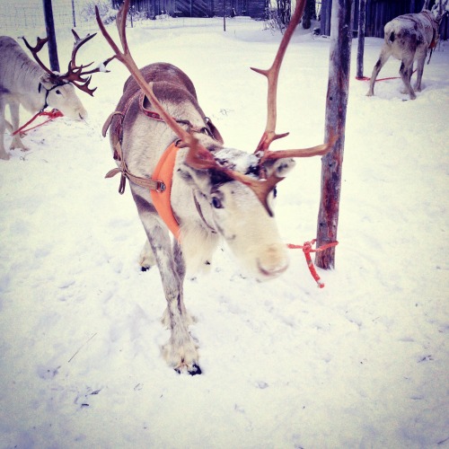 iamthefreakyrebel: Awesome winter in Kuusamo!