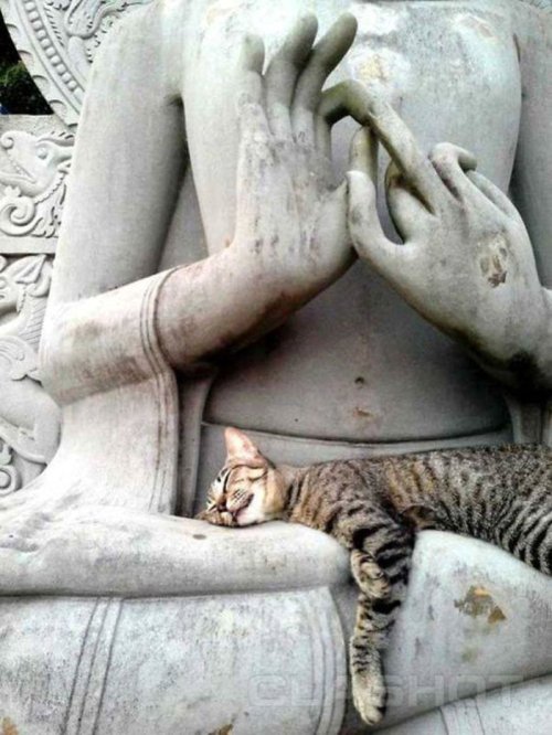 cuteanimals-only:  if it fits, i sits