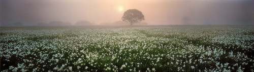 dorobozaru:aph-ukraina:Narcissus ValleyCarpathian Biosphere Reserve | UkraineCan I go to there??