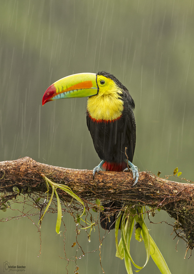 Keel billed toucan