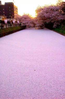 dropdead–kawaii:  A Japanese river covered in sakura petals (´•ω•`) 