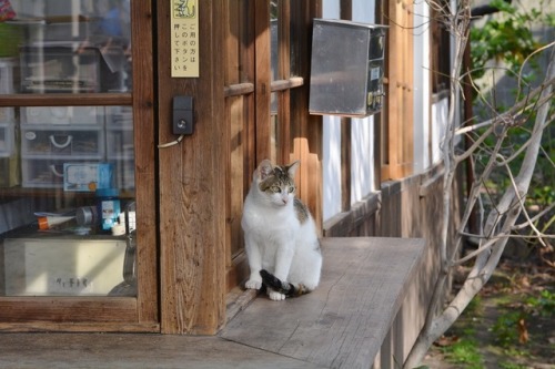 tomo-ban:受け付けの猫　#neko　#猫　#cat