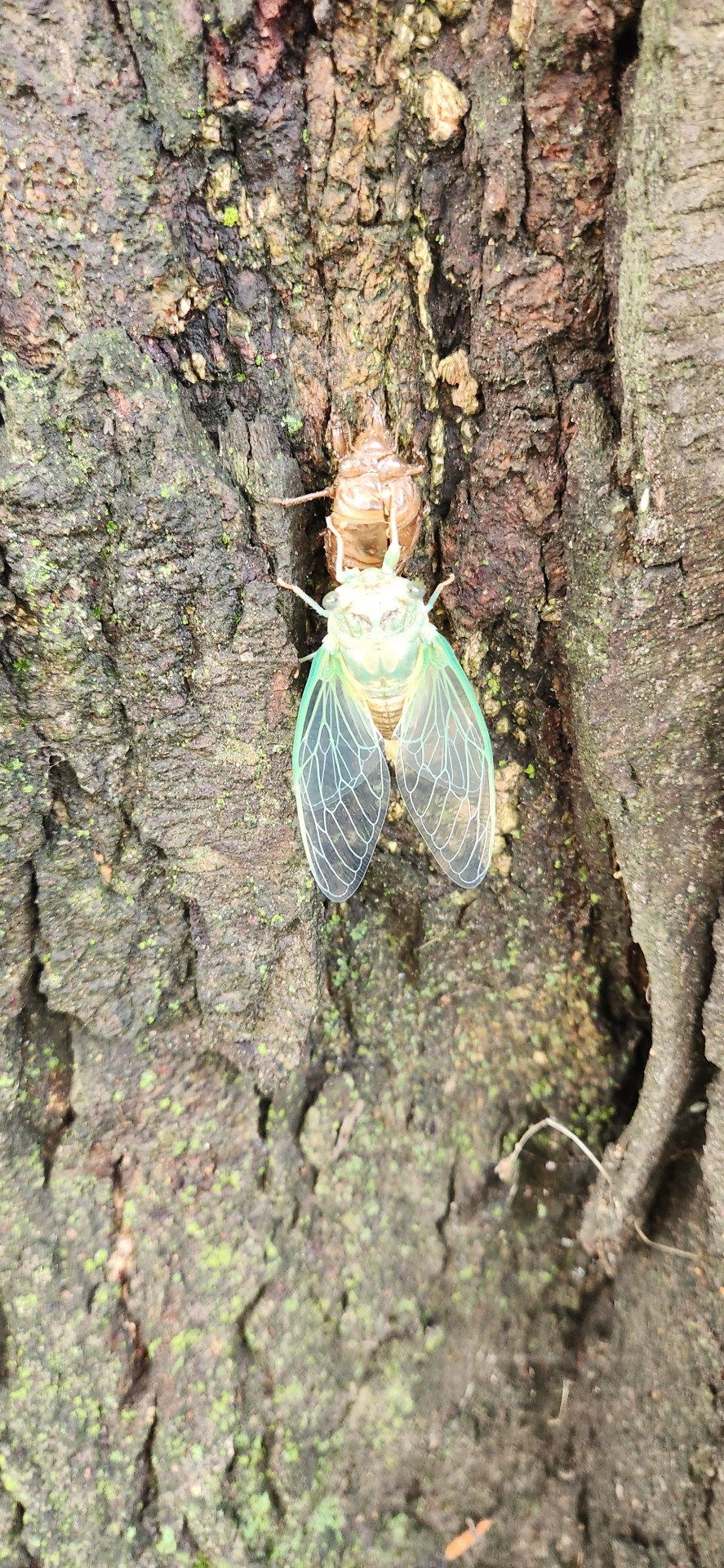 @onenicebugperday I Forgot To Post These Lil Pals About A Month Ago. Freshly Emerged, Chillin' And Drying