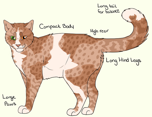 warrior cat designs — Boulder Elder of ShadowClan “That's right