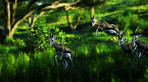 ohaladdins:Everything the light touches is our kingdom. But a king’s time as ruler rises and falls l