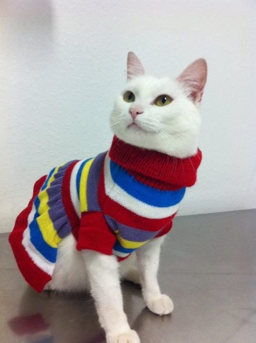 catsbeaversandducks: &ldquo;Mom, I’m going to the mall with some friends. I need your cred