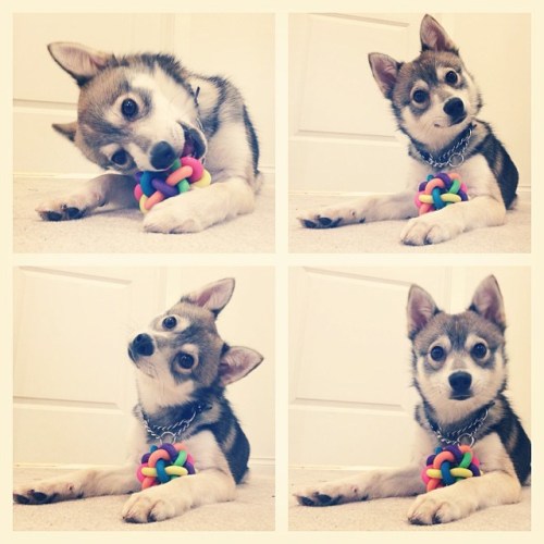 kobikleekai:kobikleekai:Meet Kobi, the Alaskan Klee Kai … Did someone say treats?Someone reposted ou