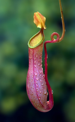 Coffeenuts:  Libutron:nepenthes Ventrata | ©Steve Mackay Nepenthes Ventrata (Caryophyllales,