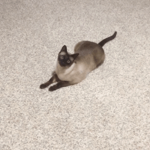 axlakuma: L E A P !