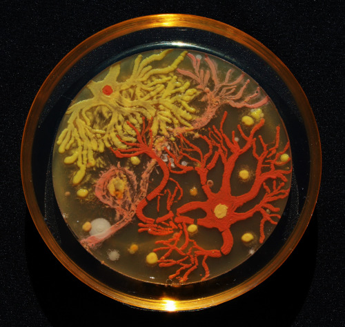 sixpenceee:  Art with Microbes These are art work made using microbes as the paint and agar as the c