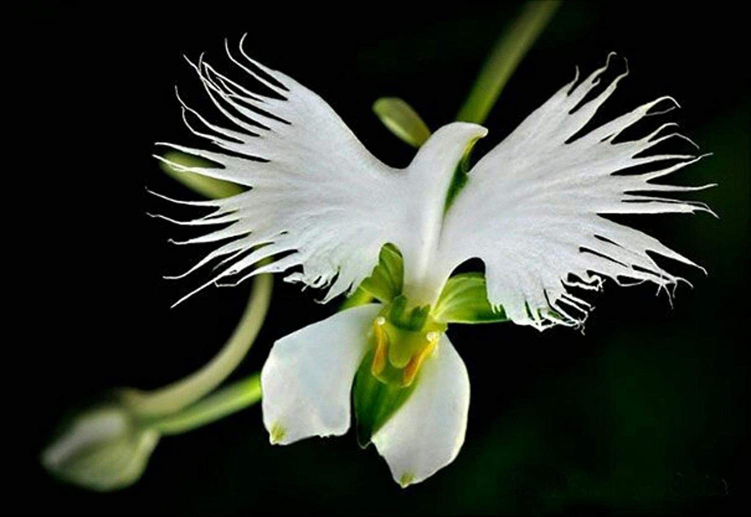 miss-vortex:The Orchid is incredible - not only are there thousands of species all