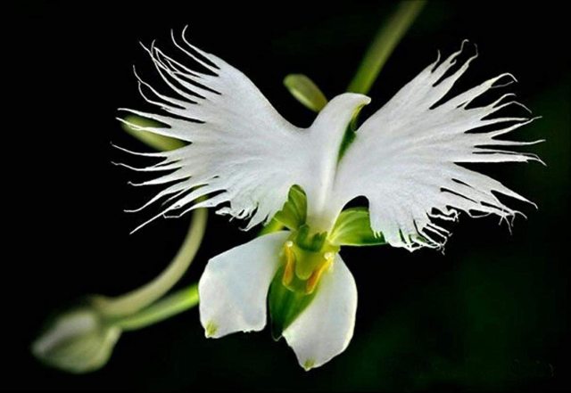 miss-vortex:The Orchid is incredible - not only are there thousands of species all