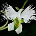 miss-vortex:The Orchid is incredible - not only are there thousands of species all