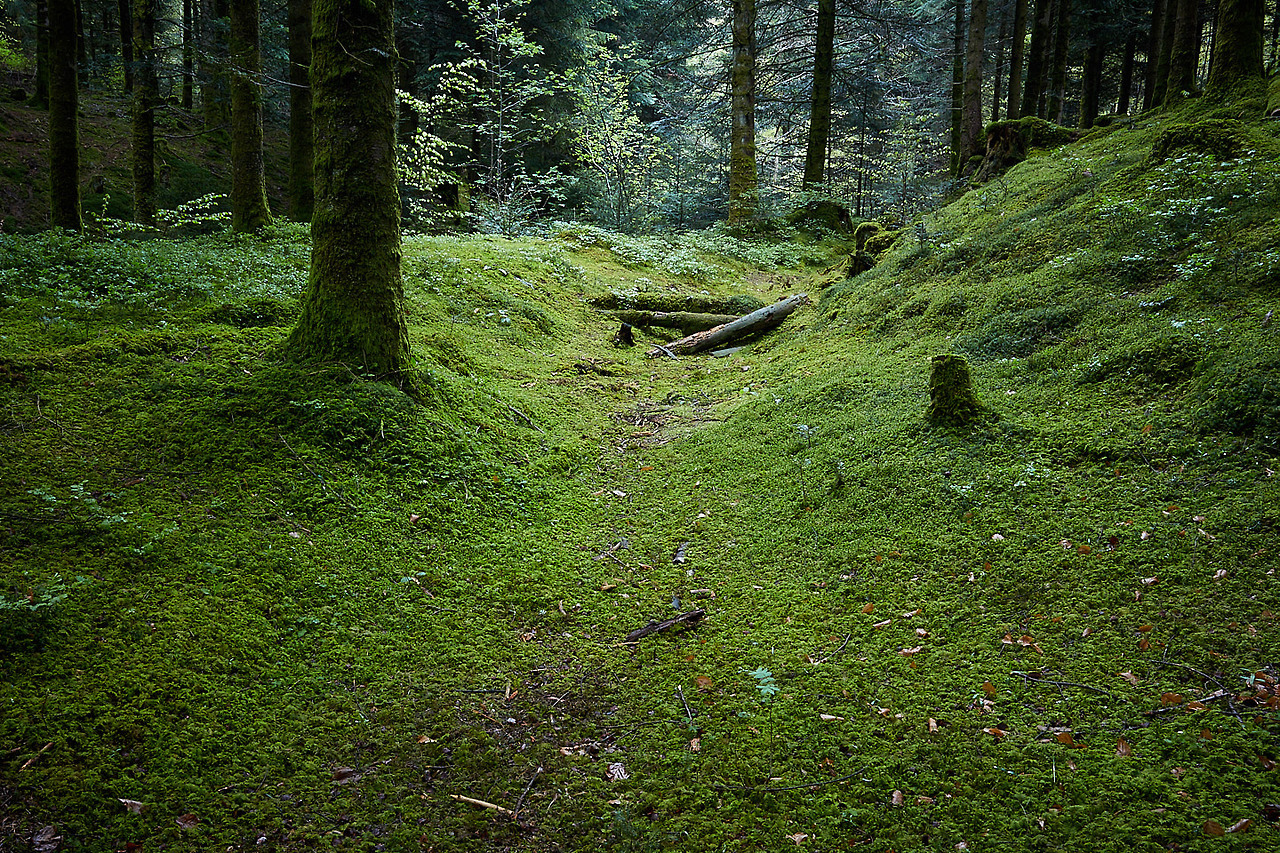 tomasz-susul:forest tales | 2017