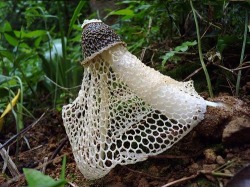 all-thats-interesting:  Unbelievable Specimens From The Land Of Mushrooms Some fun fungi. Some stupendous shroomery. Anyway, mushrooms are some of the most complex and fascinating of all the kingdoms of life. Rumor has it that the largest organism in