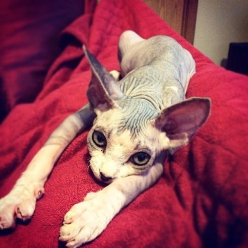 sphynxlair:The Daily Nude! 3.31 @sphynxlifeofharold! Feeling sexy. Thoughts?❤️ #sphynxlair.....#good