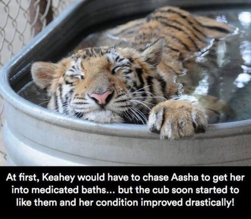 bittie752:  chocolatequeennk: deapseelugia:  catchymemes:  Sick Tiger Cub Gets Rescued From Circus, Makes Incredible Recovery And Finds Love    SHES BLEPPING IN THE LAST PHOTO HELP ME   Since so many “tiger rescues” aren’t really rescues at all,