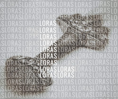 naerystargaryen: CHARACTER GRAPHICS: loras tyrellknight of flowersHe’s me. I am speaking to myself, 